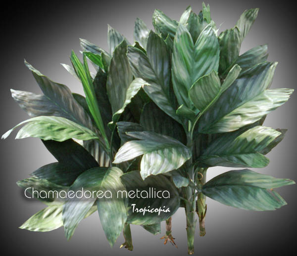 Palm - Chamaedorea metallica - Miniature fishtail, Steel palm